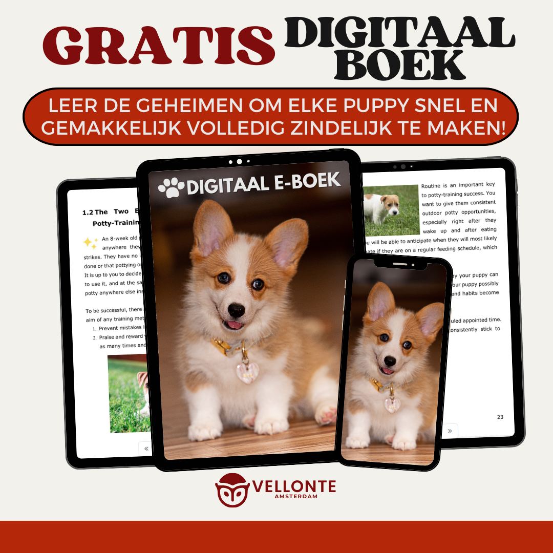 PetSafe autostoelhoes | Bestel NU met 50% KORTING!